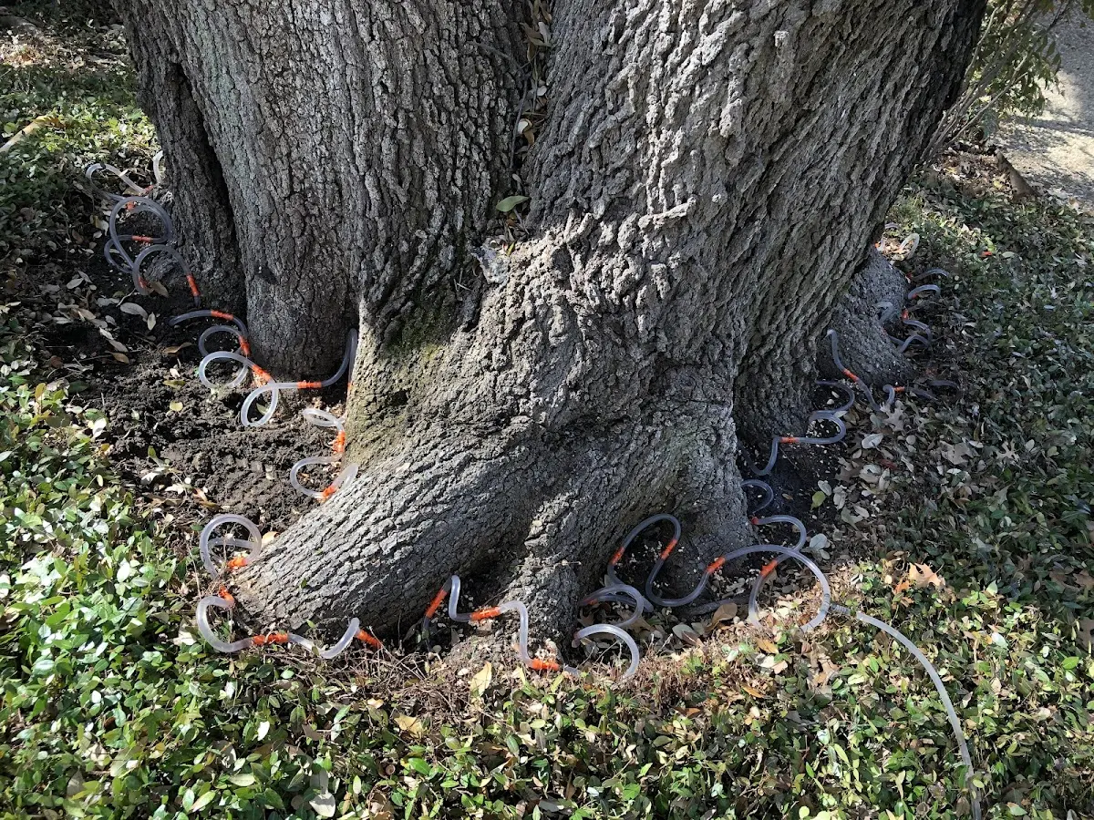 Detailed Tree Cabling and Bracing job site in Bonduel