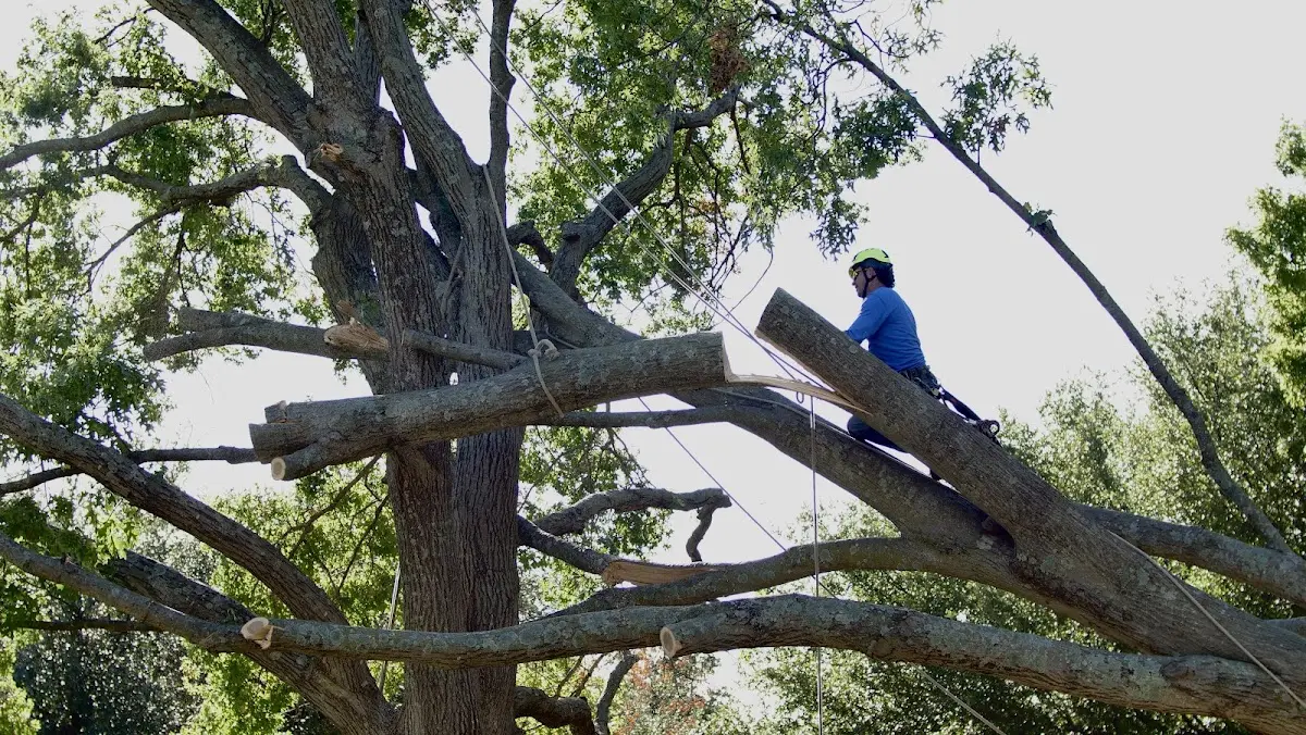 Professional Hazardous Tree Removal performed by certified arborists in Bonduel