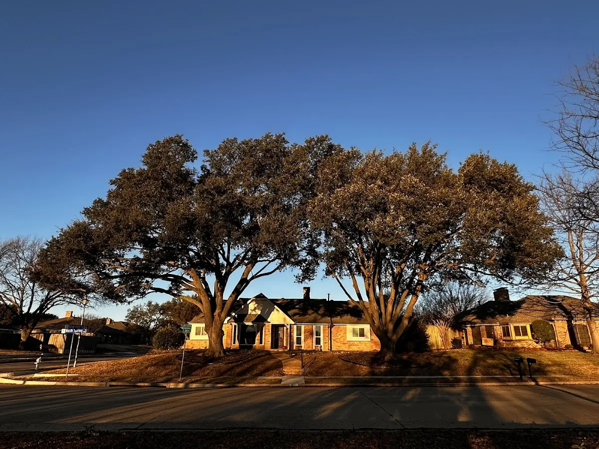 Established residential canopy tree shading a home in Bonduel